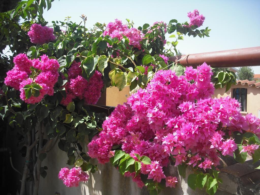 B&B Hibiscus Capoterra Dış mekan fotoğraf