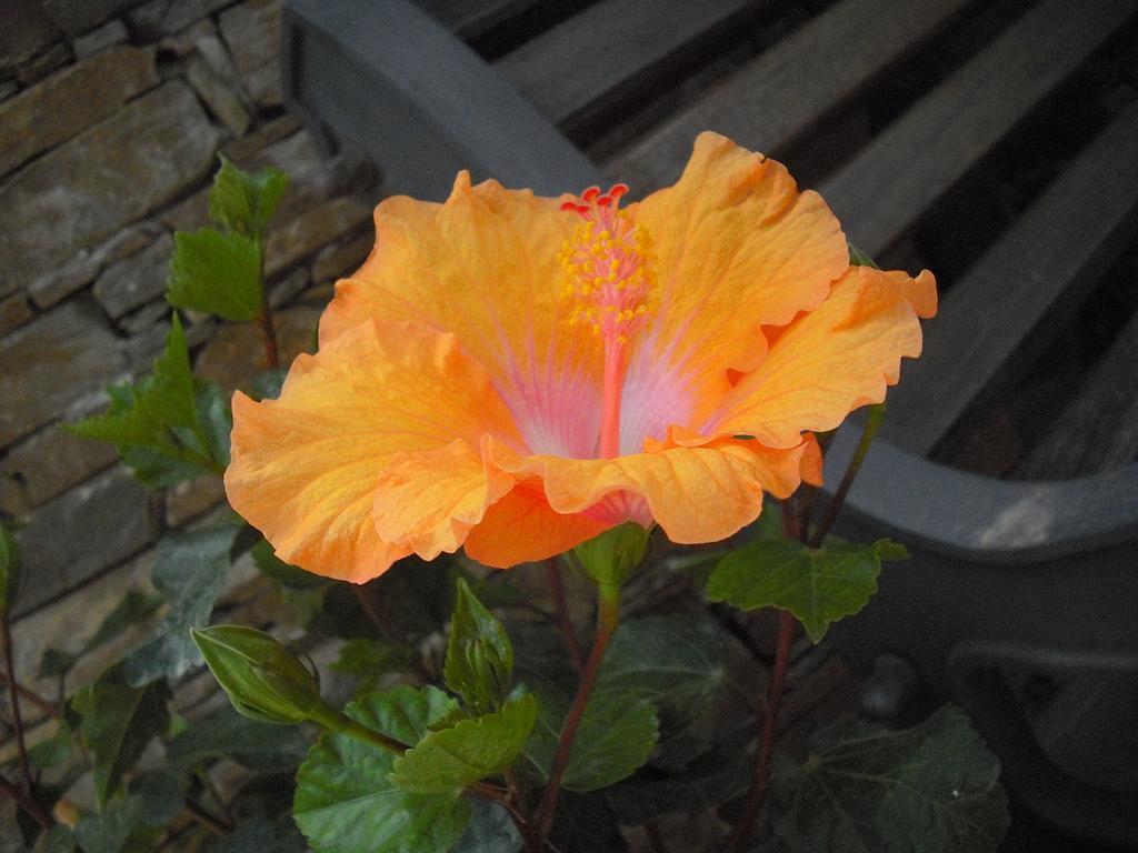 B&B Hibiscus Capoterra Dış mekan fotoğraf