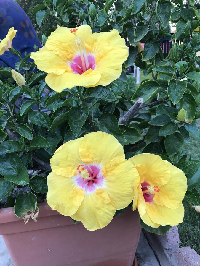 B&B Hibiscus Capoterra Dış mekan fotoğraf